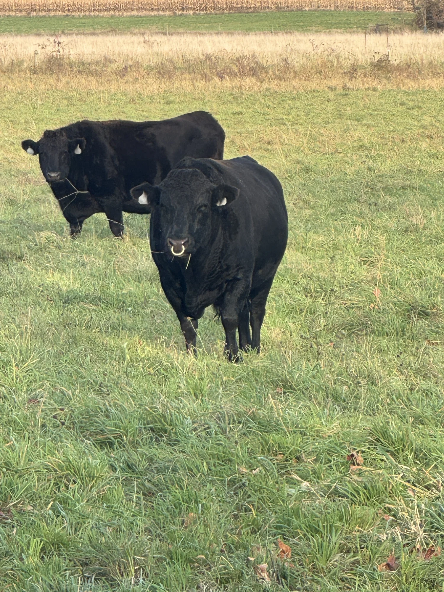 Wagyu cattle at Mayberry Acres