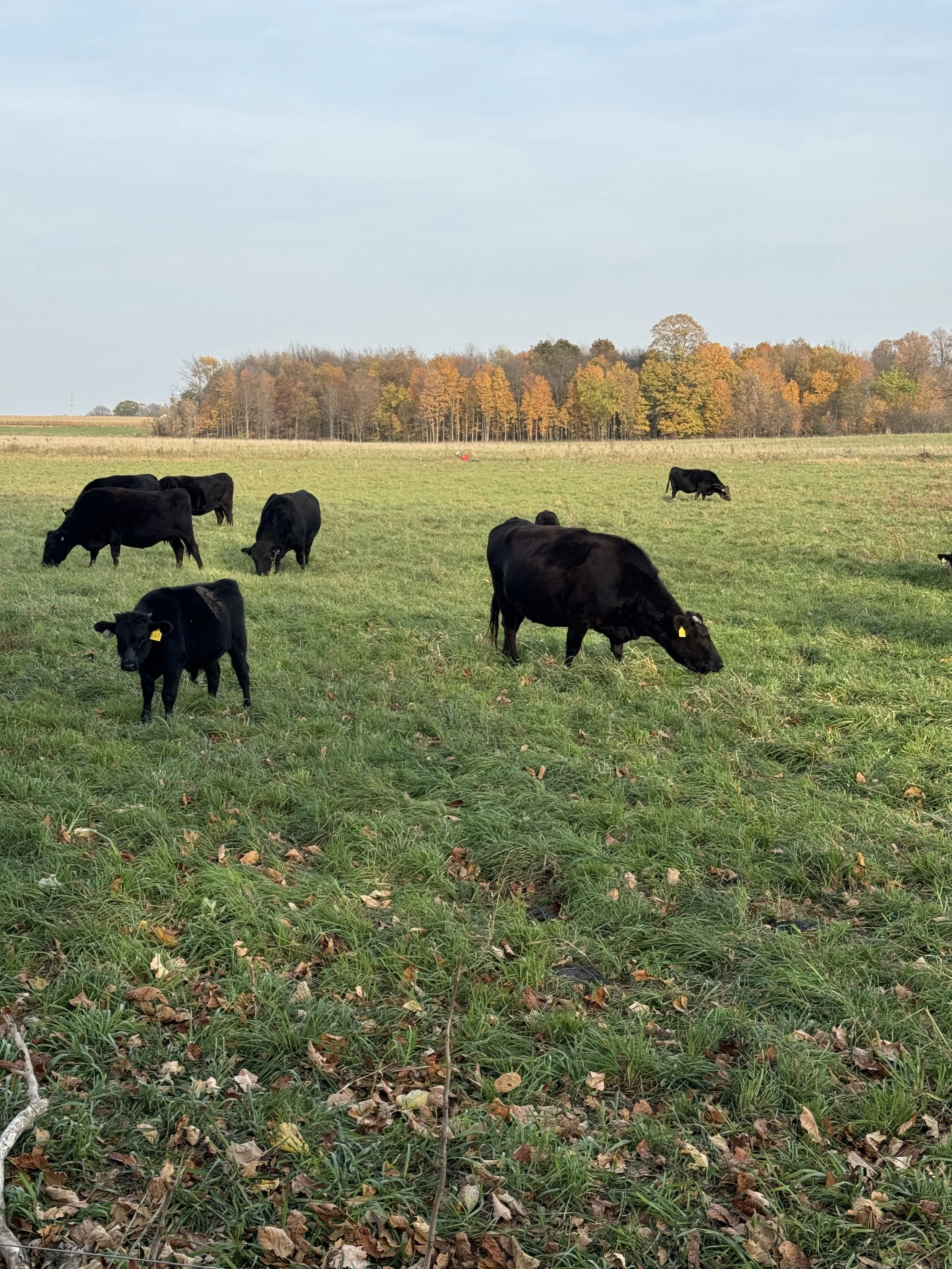 Mayberry Acres cattle and pasture