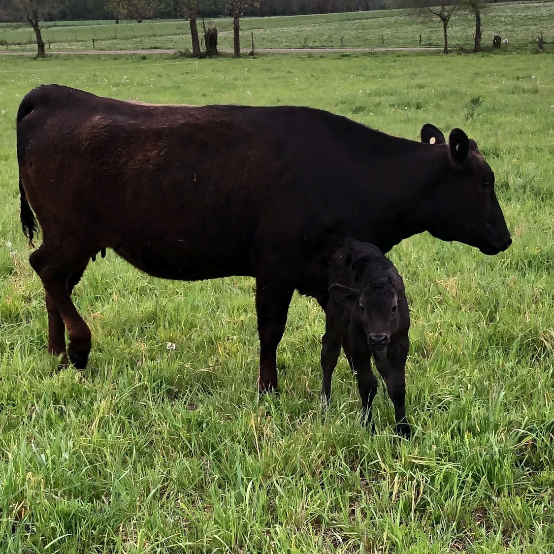 Wagyu cattle on healthy pasture