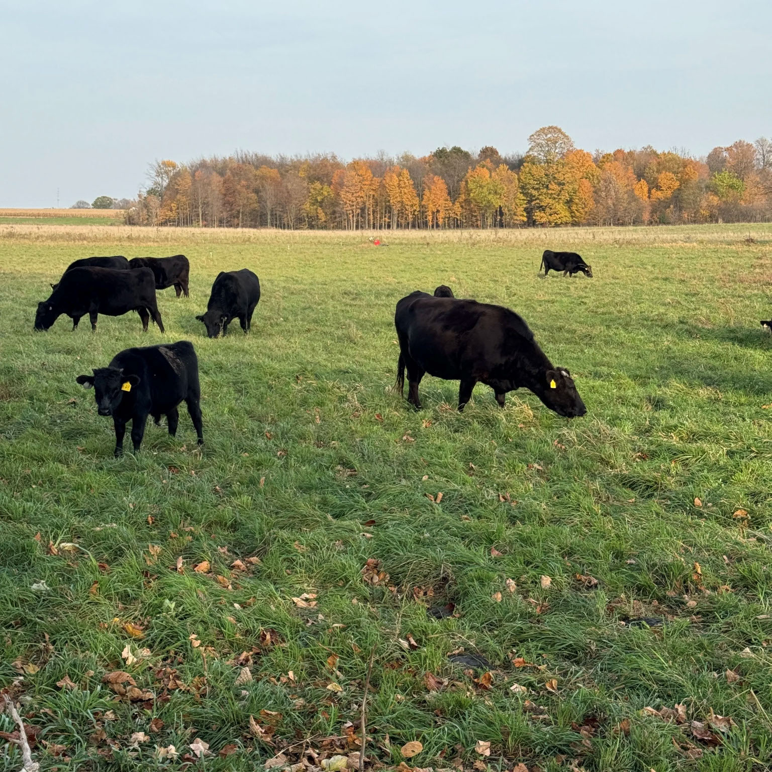 Regenerative rotational grazing at Mayberry Acres